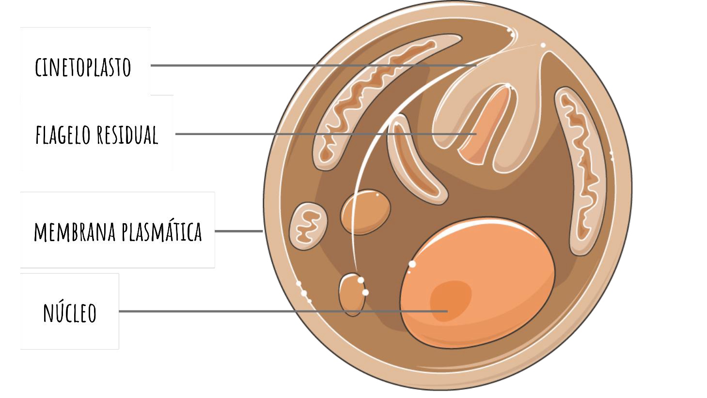 Ilustração esquemática de uma amastigota, forma intracelular do parasita Leishmania. A célula é arredondada, delimitada por membrana plasmática, contendo núcleo grande e destacado, cinetoplasto próximo ao núcleo (estrutura mitocondrial com DNA circular), e flagelo residual interno não projetado para fora da célula. A imagem destaca essas estruturas principais com legendas. Fonte: Figura 21. Esquema representativo da morfologia de uma amastigota. SmartServier licenciada CC-BY-4.0.​