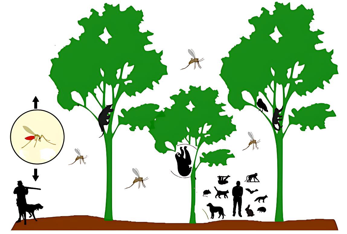  Ilustração do ciclo da Leishmania sp. em ambiente silvestre. A cena mostra árvores verdes em uma floresta, com flebotomíneos (mosquitos vetores) voando ao redor. Animais silvestres como tamanduá, primatas e outros mamíferos estão representados nas árvores e no chão da floresta. No canto inferior esquerdo, um homem com um cão ao lado é mostrado próximo ao ambiente silvestre, com uma seta conectando o homem e o cão ao ciclo do vetor, destacando a inserção desses no foco silvestre. No canto esquerdo, há um detalhe ampliado do flebotomíneo, evidenciando seu papel como vetor do parasita.​