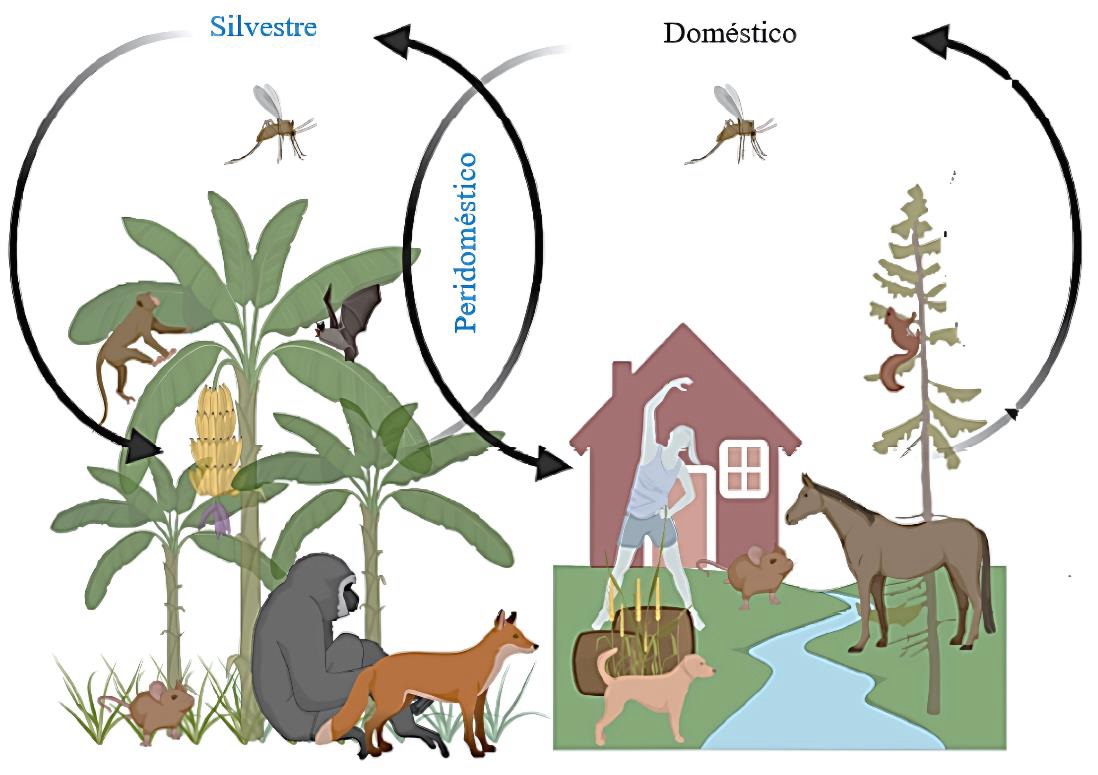  Ilustração dos ciclos silvestre, peridoméstico e doméstico da leishmaniose. À esquerda, o ciclo silvestre mostra vegetação com bananeiras, um macaco sobre a árvore, um morcego voando, um roedor no solo, um primata maior e uma raposa. No centro, o ciclo peridoméstico conecta a área silvestre à doméstica. À direita, o ciclo doméstico apresenta uma casa, um ser humano, um cão, um cavalo, roedores próximos ao solo e um esquilo em uma árvore. Flebotomíneos (mosquitos vetores) estão representados nos três ambientes, com setas pretas indicando os fluxos de transmissão entre os ciclos.​