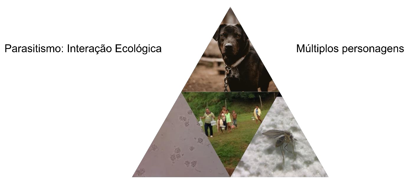 Imagem em formato de triângulo dividido em três partes, representando o conceito de Saúde Única ou Uma Só Saúde. No topo do triângulo há a foto de um cachorro preto com coleira, simbolizando os animais domésticos. No canto inferior esquerdo, há uma montagem com imagens de parasitas vistos ao microscópio e um grupo de pessoas em área rural, representando os agentes etiológicos e a comunidade humana. No canto inferior direito, há a foto de um mosquito vetor sobre uma superfície branca, simbolizando o vetor da doença. O conjunto destaca a interação entre humanos, animais e o ambiente no contexto da Saúde Única.​